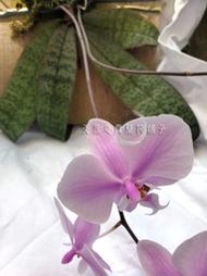 【蘭花舖子】Phal. schilleriana 西蕾麗蝴蝶蘭 032701