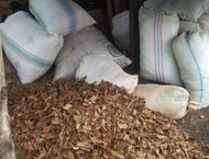 500 gram atau stngah kilo daun cengkeh kering berkualitas