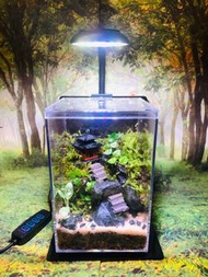 12*12*18cm  苔蘚微景觀  天然綠植 苔蘚生態瓶 植物擺件 桌面擺設 窗台裝飾 苔蘚花園 懶人植物 辦公室擺設 情緒治癒 禮物