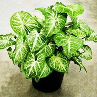 Keladi cantik/keladi rare/arrowhead plant/keladi kurah