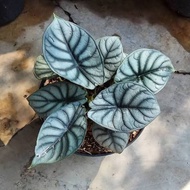 tanaman hias alocasia silver dragon / bagida