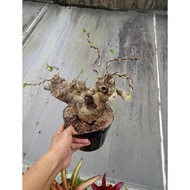 Promo...!!! bonsai bougenville bonggol besar Murah