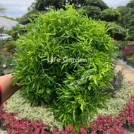 [Life_Garden]  Euodia Cultivar/ Pokok Tong Emas 一桶金/ 一粒金