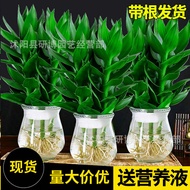 Guanyin Bamboo Lucky Bamboo Hydroponic Plant with Roots Flower Green Plant Pothos Indoor Potted Plan