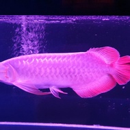 Arwana super red sumo 40cm