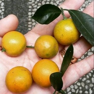 Bibit Jeruk Lemon Cui/Monde Termurah
