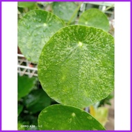 ✴ ◰ Variegated Pilea Peperomioides "  Chinese Money Plant  "