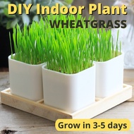 [SG] IMP House Teacher's Day Gift Idea DIY Indoor Plant Wheatgrass Thanks for helping me grow