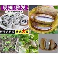 Akebi (Akebi) Is A Delicious Vine That Easy To Grow And Grows Very Quickly. The Flesh Sweet And Frag