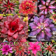 Neo Caroline Red Var / Neo Sugar daddy / Neo Cookies / neo donna / Pink debbie / neo Magali / Neo ma