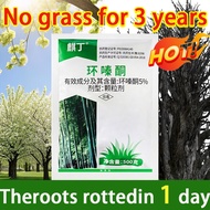 🌲Killing a century-old tree🌲racun rumput racun rumput paling berkesan racun rumput paling berkesan e