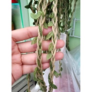 Twigs / vine leaves / leaf rope