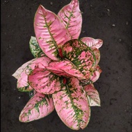 Aglonema Ruby Fanta (tanaman Hias Aglaonema Ruby F