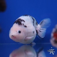 I»E9 Ikan Koki Ranchu Sapi Maskoki Gold Fish Goldfish P㊛6X