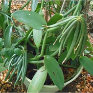 pokok vanilla(cutting vanilla)keratan pokok vanilla matang