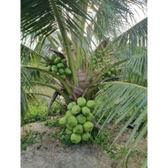 Benih bibit kelapa hibrida // kelapa hibrida hijau super