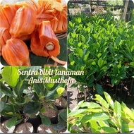 bibit nangka madu merah