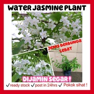 RINA • water jasmine plant • wrightia religiosa fragrance flower bunga harum wangi real live plant p