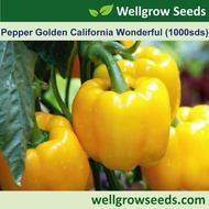 Pepper Golden California Wonderful (1000sds) 金加州灯笼椒 Bell Pepper Capsicum Benih Cili Vegetable Seeds 