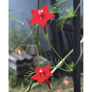 ❤️ Bunga Rincik Bumi (Biji Benih) Bunga Bintang ❤️ dan Anak pokok