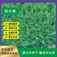 Turf Greening Courtyard Slope Protection Four Seasons Evergreen Manila Bermuda Dog Teeth Root Grass 