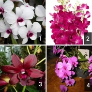 Paket 4 Seedling Anggrek Dendrobium Hybrid (Tanaman Hidup-Bunga Hidup