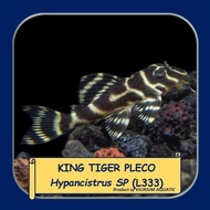 IKAN HIAS AIR TAWAR - KING TIGER PLECO / HYPANCISTRUS SP (L333) SIZE 4" / 10cm