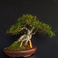 bonsai beringin california/ficus neriifolia om the rock