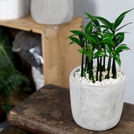 【室內盆栽】竹柏盆栽 觀葉植物 發財樹 植栽 開運盆栽