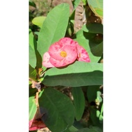 虎刺梅 Euphorbia Milii (Live Plant)