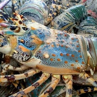 Lobster Hidup Fresh / Segar 500-800