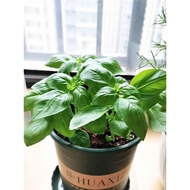 Basil Seed Basil Seed Potted Basil Seed Lemon Basil Seed Basil Leaf Seed Big Leaf Nine-Story Tower S