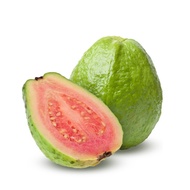 Pokok Pink Guava Hybrid