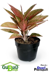 Aglaonema Legacy