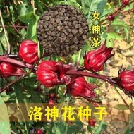 好姐姐丶洛神花種子 種籽玫瑰茄花籽種籽食用保健花茶yao用庭院花園盆栽四季高產tqxy