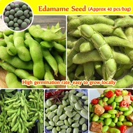 Good Quality Edamame Bean Seeds for Sale 40pcs Green Healthy Vegetable Seeds High Yield Edamame Seed