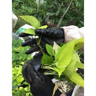 Combo of 10 branches of Betel nut with green leaves, banana buds, glove branches