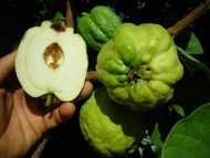 MDC- [ Buah ] ANAK POKOK Jambu Batu Tanpa biji ( Seedless Guava) Anak Pokok Tanaman Benih Garden See