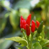 biji cili padi / cili burung / cili kecil