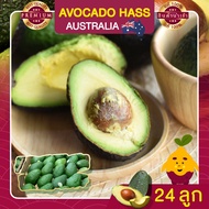 อะโวคาโด อะโวคาโด้ จำนวน 24 ลูก อะโวคาโดสด อโวคาโด้  อโวคาโด นำเข้า AVOCADO HASS AUSTRALIA ผลไม้สด อ