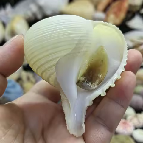 Natural Winding Shells Onion Horse Conch 7cm Decor Fish Tank Aquarium Wedding Decoration Micro-lands