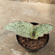 Sensivera silver blue