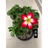 Mini Adenium Obesum Bonsai ID Xiao Qiao 小乔 迷你富贵花