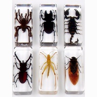 Real Insect Observation Specimen 9.7.Fc