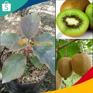 Obral Bibit tanaman buah Kiwi cepat berbuah