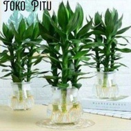 LOKAL New ts Super Jumbo Imported Lucky Bamboo Rare fat lucky bamboo local big lucky bamboo