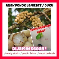 Rina • anak pokok langsat duku • dijamin segar cepat berbuah lebat fruit sapling Malaysia buah live 