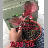 CALADIUM,KELADI VIRAL