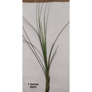 Tillandsia Remota (Airplant)