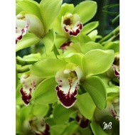 Anggrek cymbidium hijau hibrid murah-Tanaman hias hidup-Bunga hidup-Bunga hias-Bunga Anggrek-Anggrek hias-Anggrek hidup-kembang anggrek